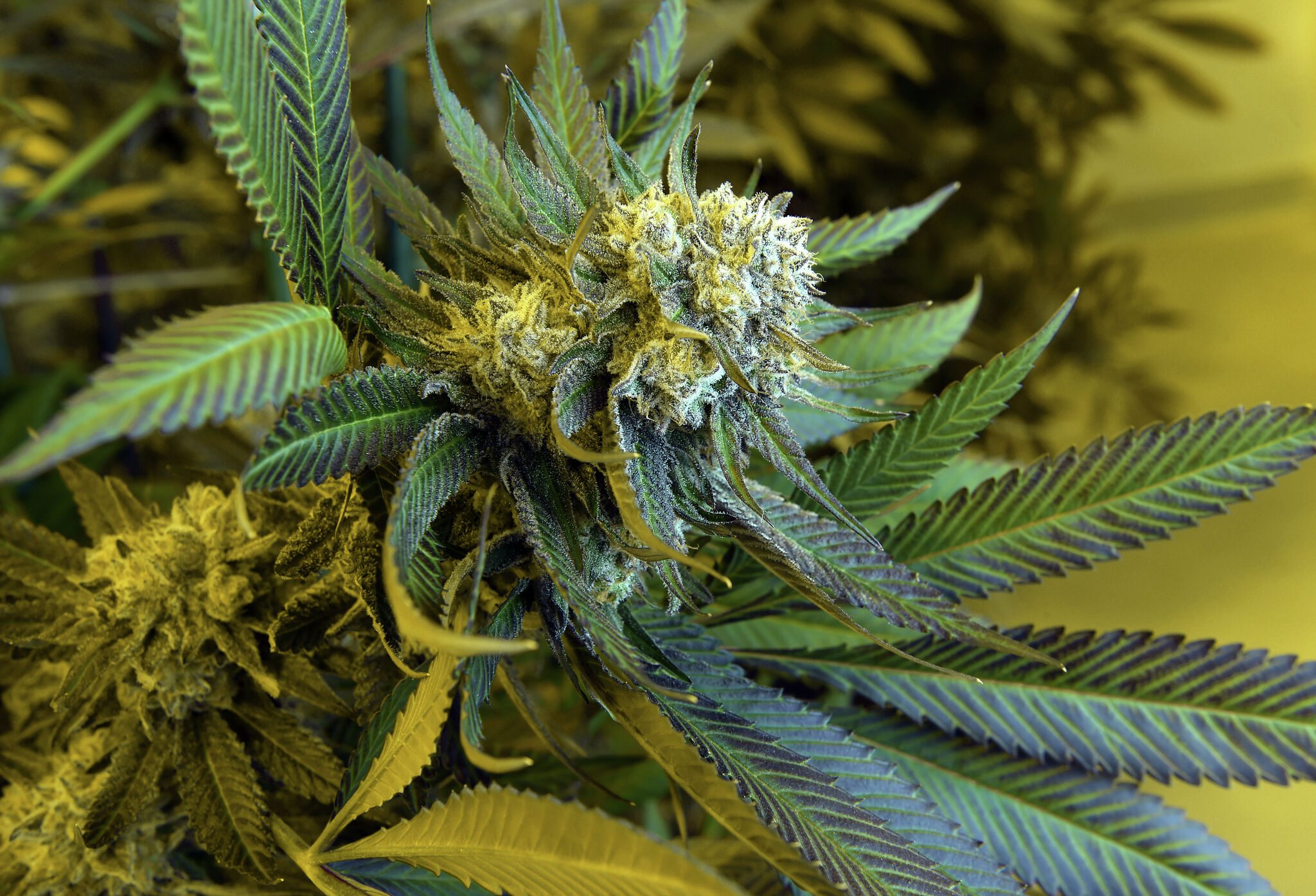 Le paysage juridique du cannabis : perspectives et tendances mondiales