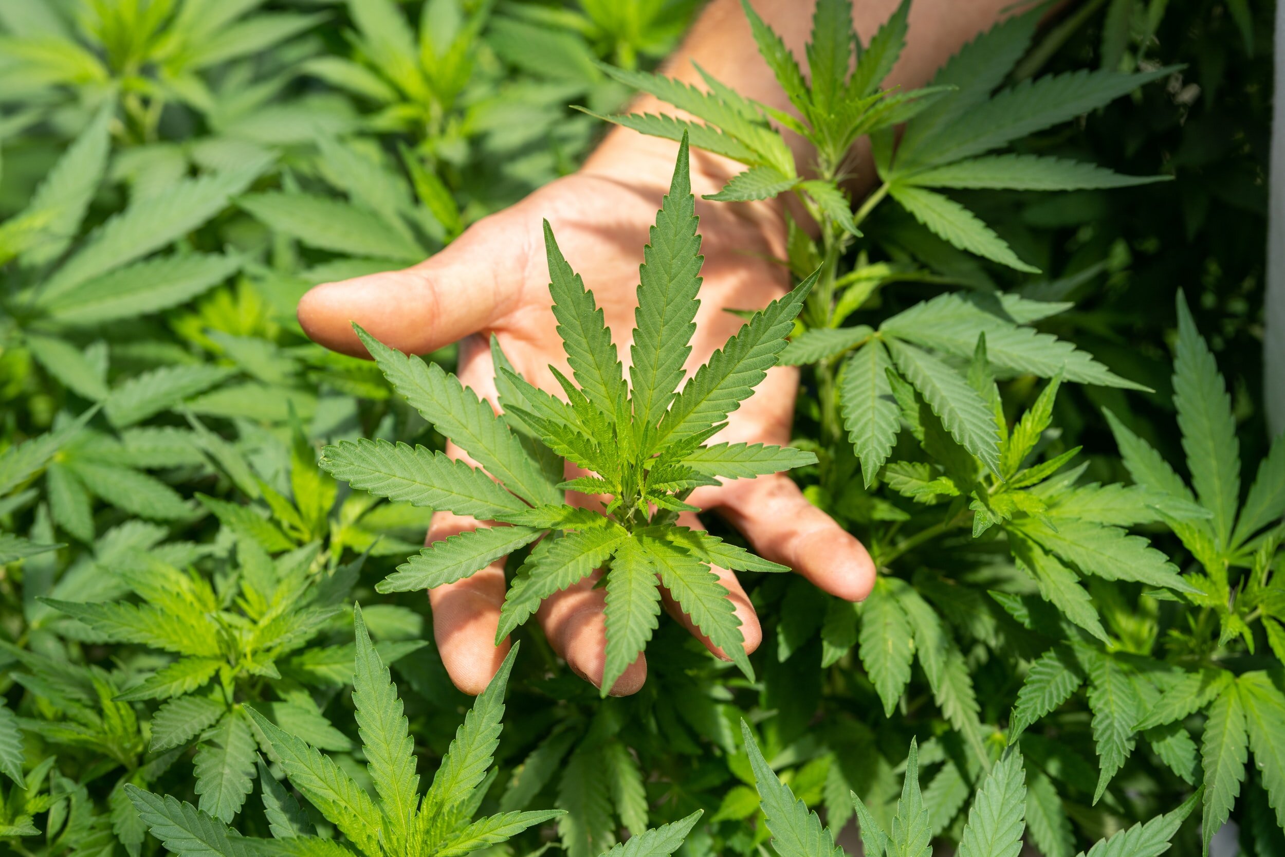 High Times in the Heartland: Kentucky’s Marijuana Movement