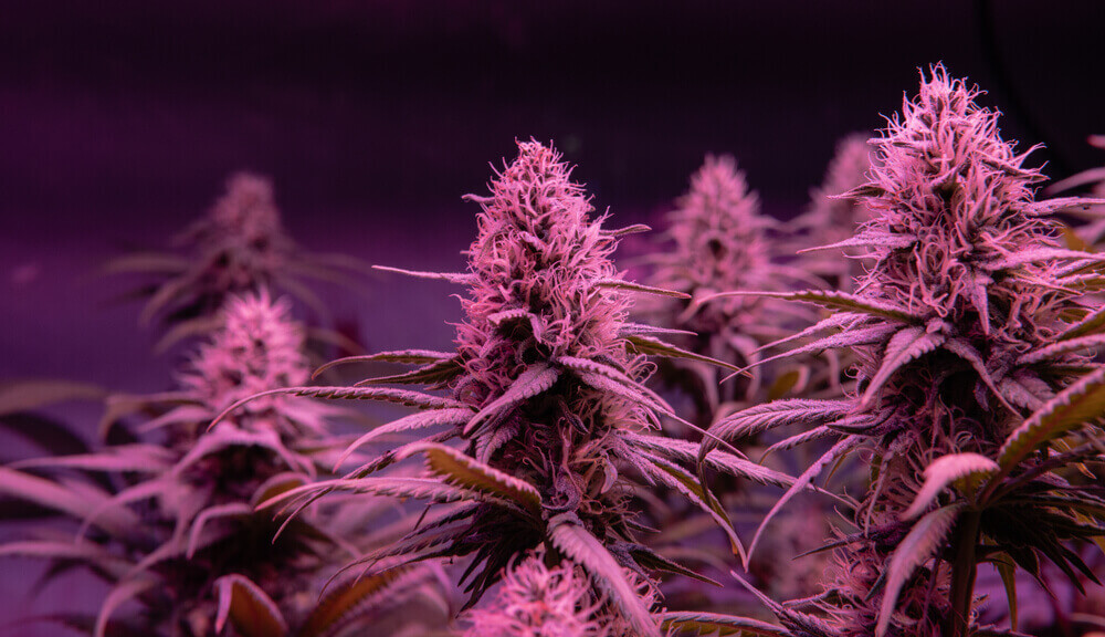 Pink Alien Kush: Cannabis from Another Dimension