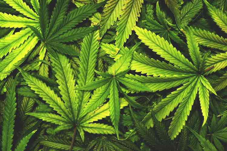 High Hopes: Progressive Stance on Maryland Cannabis Legislation